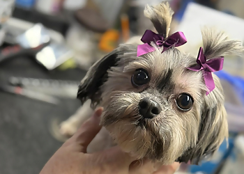 Detroit Pet Grooming Boopers Dog & Suds