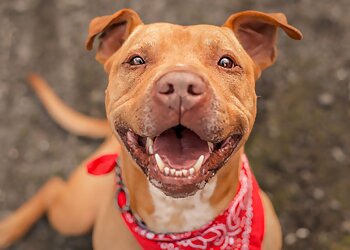 Raleigh Dog Training Born to Lead Dog Training