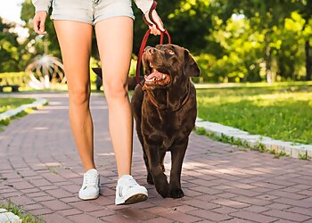 Boston Dog Walkers Boston Dog Butlers