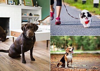 Boston Dog Walkers Boston Dog Butlers