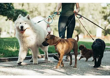 Boston's Best Dog Walkers And Pet Services Boston Dog Walkers