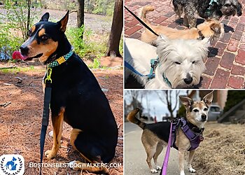Boston Dog Walkers Boston's Best Dog Walkers and Pet Services, LLC