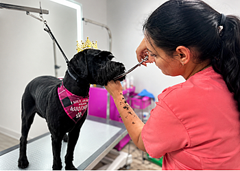 Boujee Mobile Pet Grooming - Hialeah, FL Pet Grooming - Field Work Image
