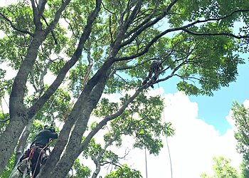 Atlanta Tree Services Boutte Tree, INC.