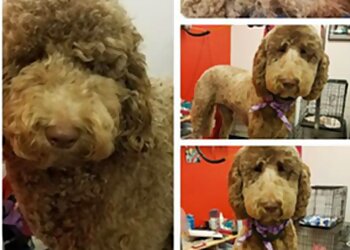 Arlington Pet Grooming Bow Wow Billie's