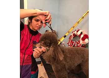 Philadelphia Pet Grooming Bow Wow & Meows Grooming Spa