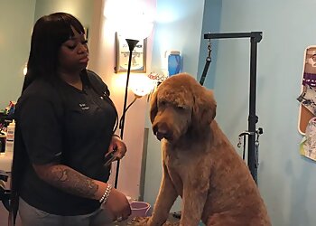 Philadelphia Pet Grooming Bow Wow & Meows Grooming Spa