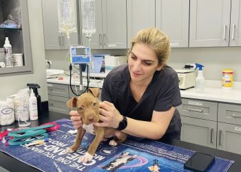 Bowes Animal Hospital Elgin Veterinary Clinics