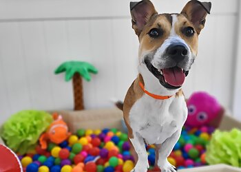 Boulder Dog Training Bowhaus Boulder