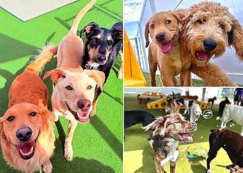 Boulder Dog Training Bowhaus Boulder