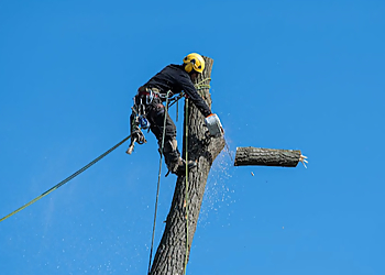 Abilene Tree Services Brad's Tree Service