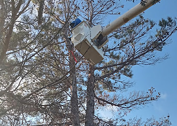 Abilene Tree Services Brad's Tree Service