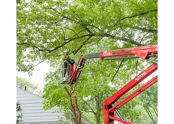 tree removal service hudson ohio
