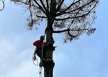 Evansville Tree Services Branching Out Tree Service
