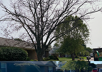 Evansville Tree Services Branching Out Tree Service