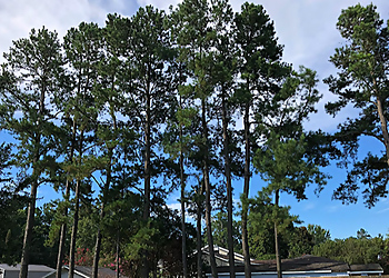 North Charleston Tree Services Branching Out Tree Service