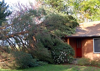 North Charleston Tree Services Branching Out Tree Service