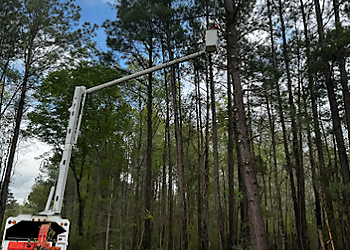 Branching Out Tree Service North Charleston Tree Services image 1
