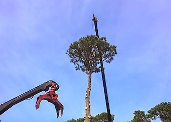 Chesapeake Tree Services Brandon's Tree Service LLC