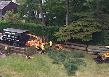 Chesapeake Tree Services Brandon's Tree Service LLC