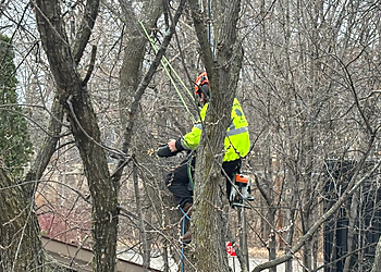 Minneapolis Tree Services Bratt Tree Company