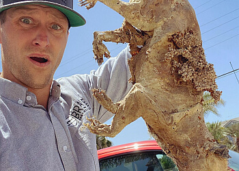 Brave Pest Solutions - Oceanside, CA Pest Control Companies - Job Site Image