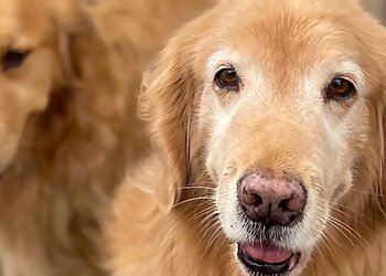 Ann Arbor Pet Grooming BreedAbove