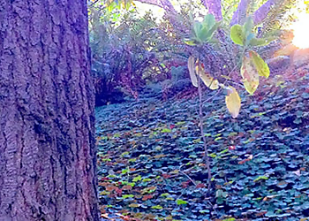 Berkeley Tree Services Brende & Lamb