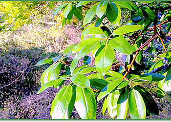 Berkeley Tree Services Brende & Lamb