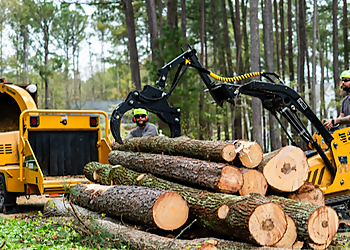 Durham Tree Services BroadLeaf Tree and Shrub