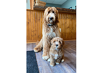 Indianapolis Veterinary Clinics Broad Ripple Animal Clinic