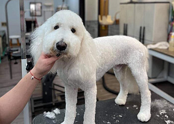 Indianapolis Pet Grooming Broad Ripple Canine Design