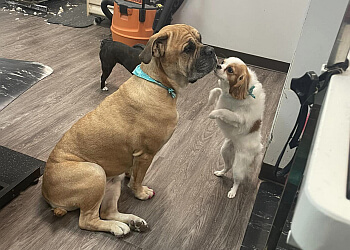Indianapolis Pet Grooming Broad Ripple Canine Design