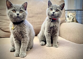 3 Best Veterinary Clinics in Denver, CO - Expert Recommendations