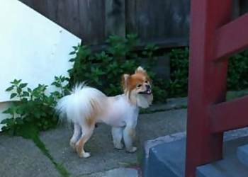 Oakland Pet Grooming Broadway Grooming Clinic