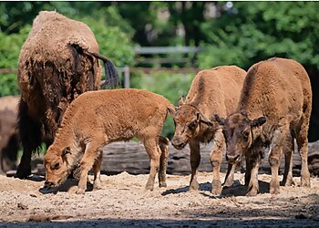 New York Places To See Bronx Zoo