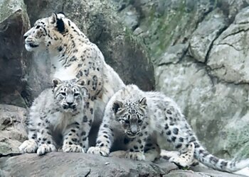 New York Places To See Bronx Zoo