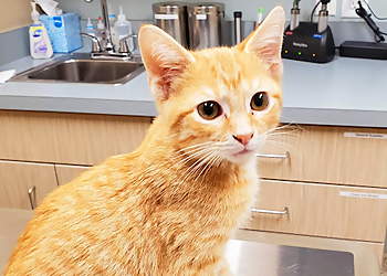 Indianapolis Veterinary Clinics Brookville Road Animal Hospital