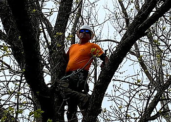 Topeka Tree Services Brown's Tree Service