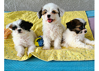 Elk Grove Veterinary Clinics Bruceville Pet Hospital