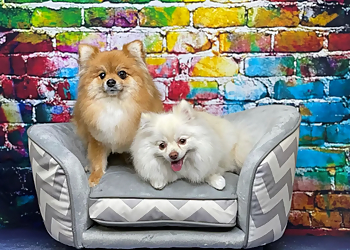 Salt Lake City Pet Grooming Brush, Bath and Beyond Pet grooming with love