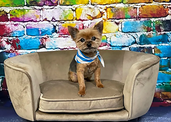 Salt Lake City Pet Grooming Brush, Bath and Beyond Pet grooming with love