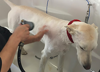 Pomona Pet Grooming Brush & Pupps Grooming