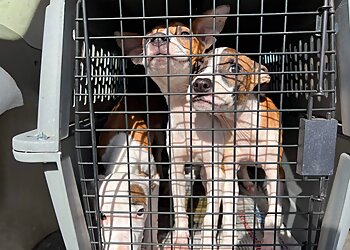 Lincoln Dog Walkers Brynn's Critters