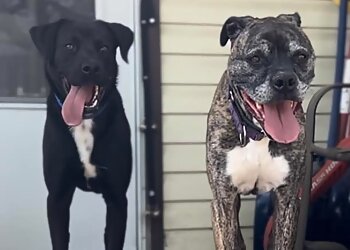 Lincoln Dog Walkers Brynn's Critters