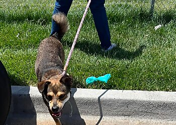 Brynn's Critters Lincoln Dog Walkers image 1