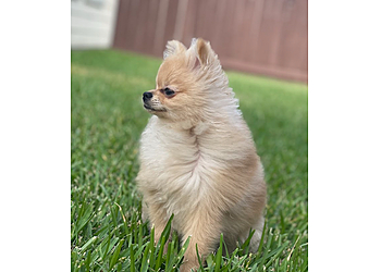 3 Best Pet Grooming in McAllen, TX - Expert Recommendations
