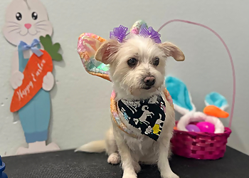 3 Best Pet Grooming in McAllen, TX - ThreeBestRated