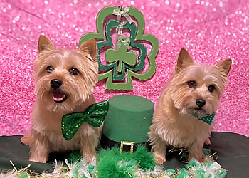 Dayton Pet Grooming Bubbles N Bows