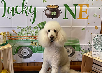 Toledo Pet Grooming Bubbles and Bones pet grooming